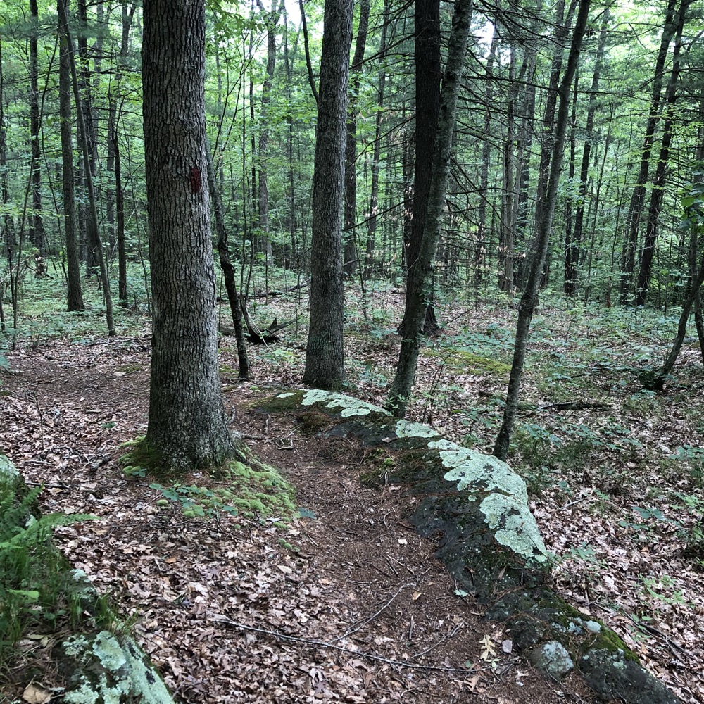 JT Tobiassen Memorial Forest, Auperin, & Weigold Conservation Areas