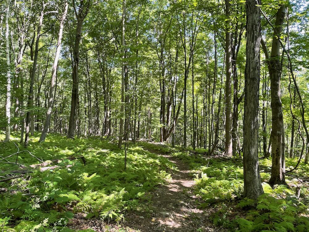 GLT KatanEnsor & Old Messenger Road Preserves