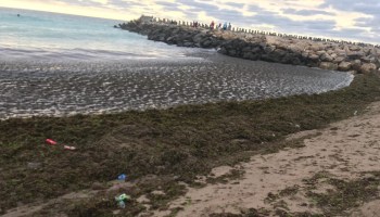 Plajele Din Constanța Cele Mai Murdare Iar Cele Din Costinești
