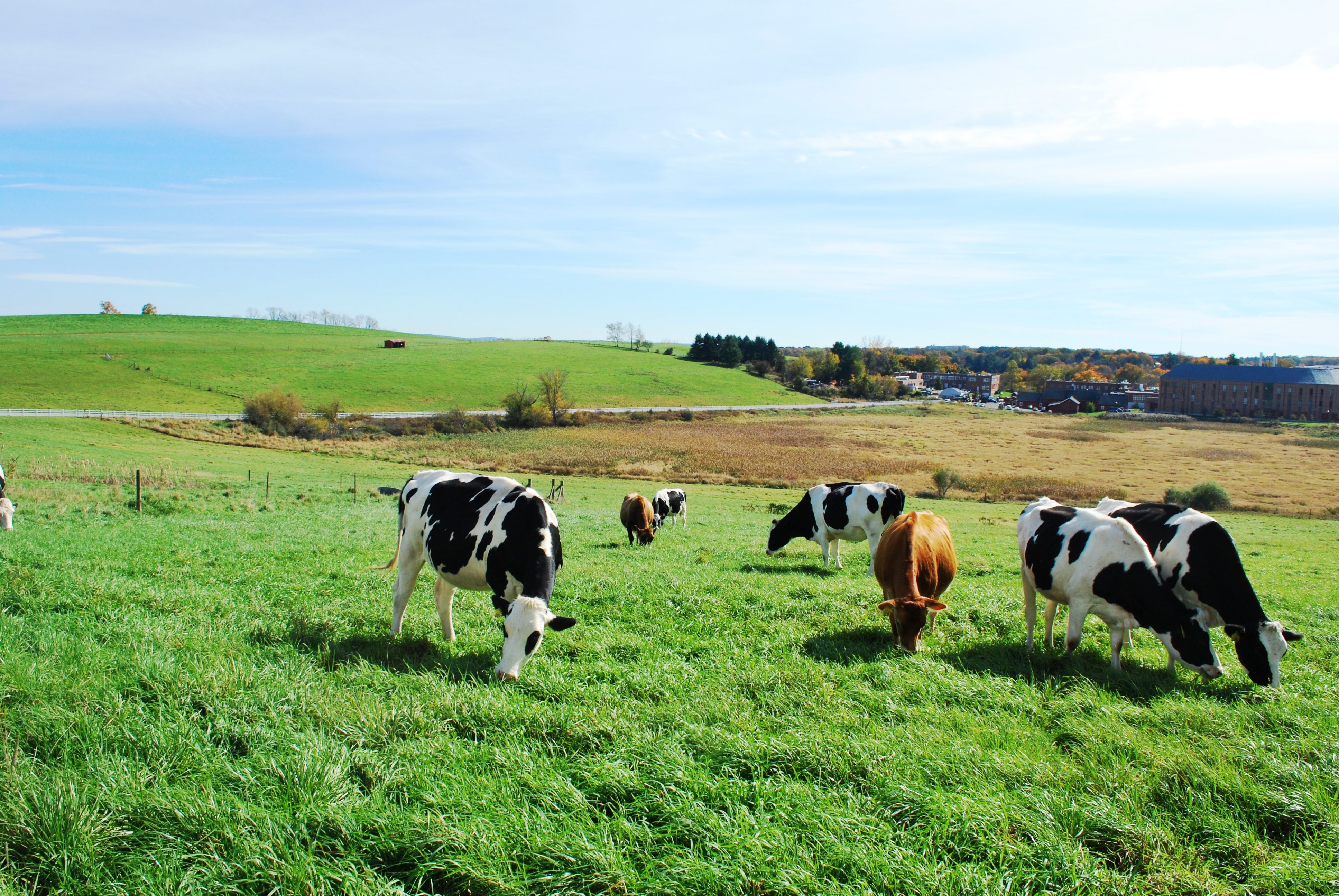 University of Connecticut Animal Barns SelfGuided Tours Visit CT
