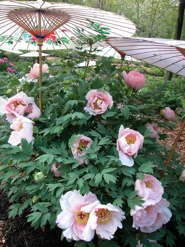 Cricket Hill Garden Visit CT