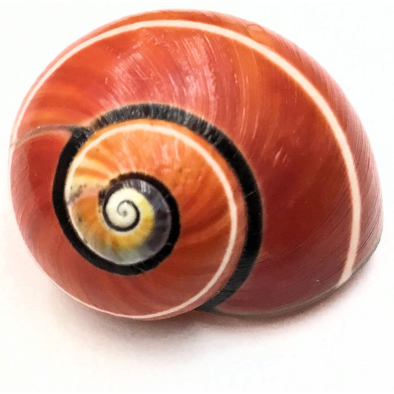 Vintage Cuba Polymita Land Snail Shells > Polymita Picta brownred