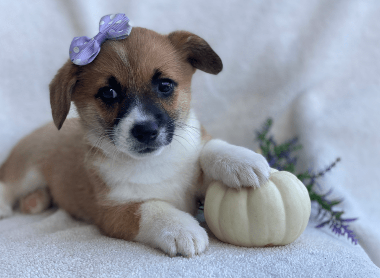 Cuddlin Professional Dog Breeder of Honey Brook PA Homepage