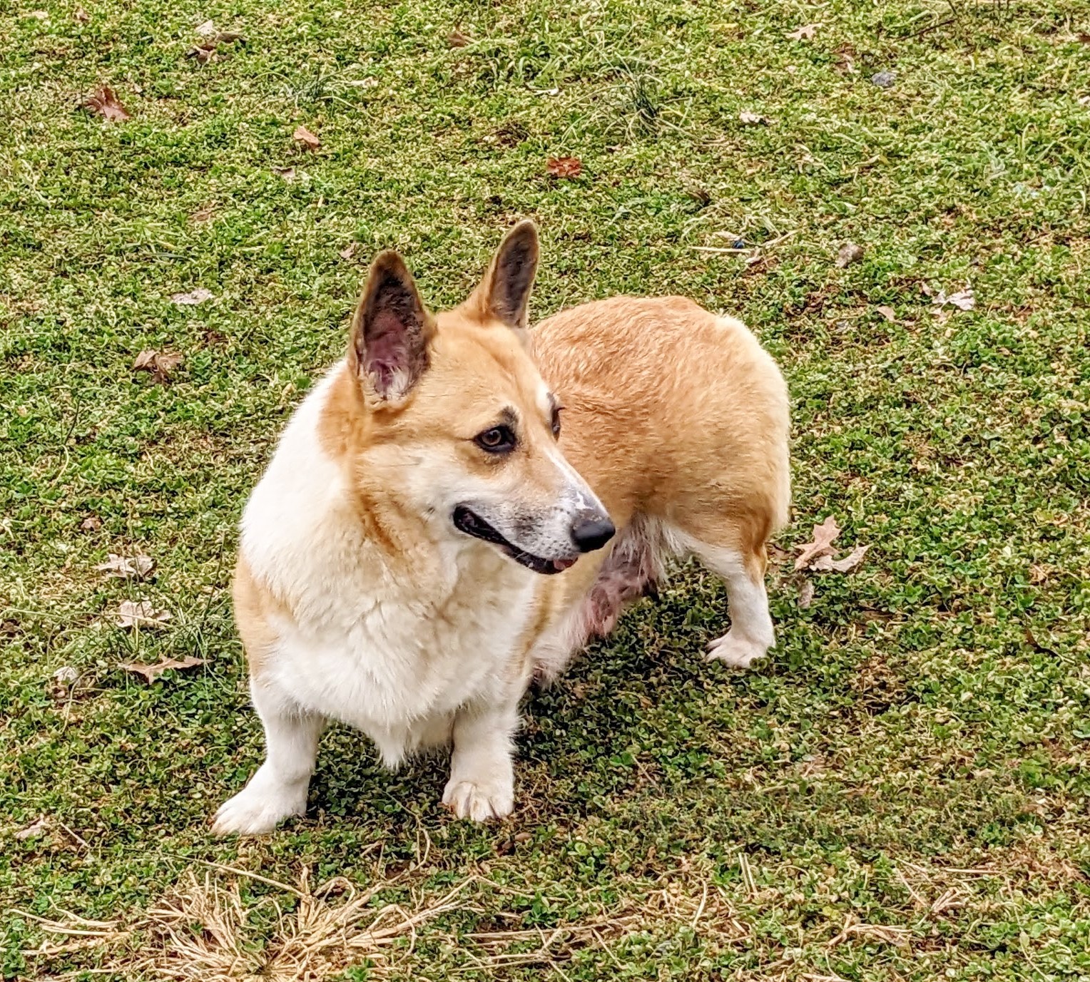Cuddlin Professional Dog Breeder of Honey Brook PA Homepage