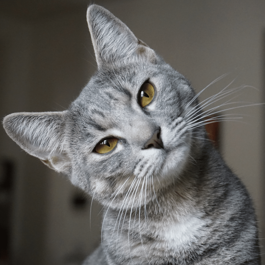 Katze, die Galle erbricht und nicht mehr frisst? Was Sie wissen müssen
