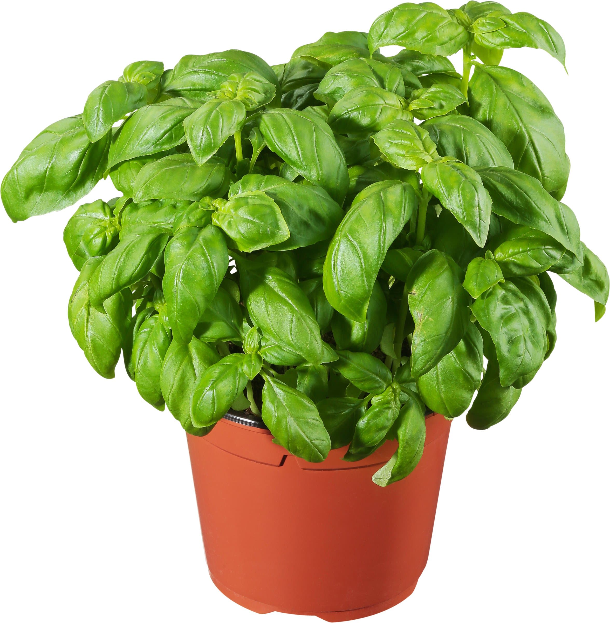 basilic