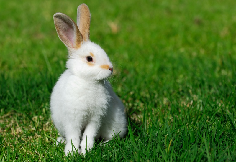 lapin