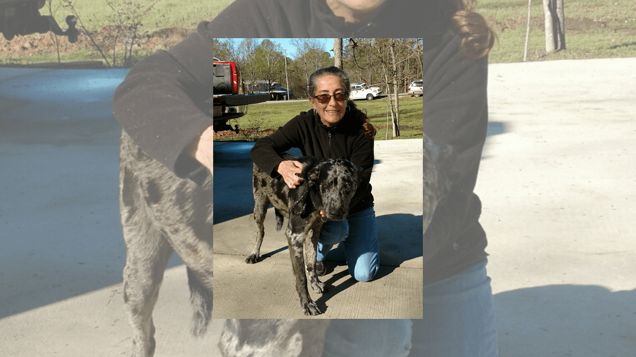 Calling all animal lovers CAAWA needs your help The Cullman Tribune