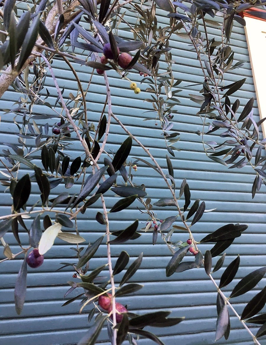 Growing Olive Trees in Portland, Oregon / Hardy Olives