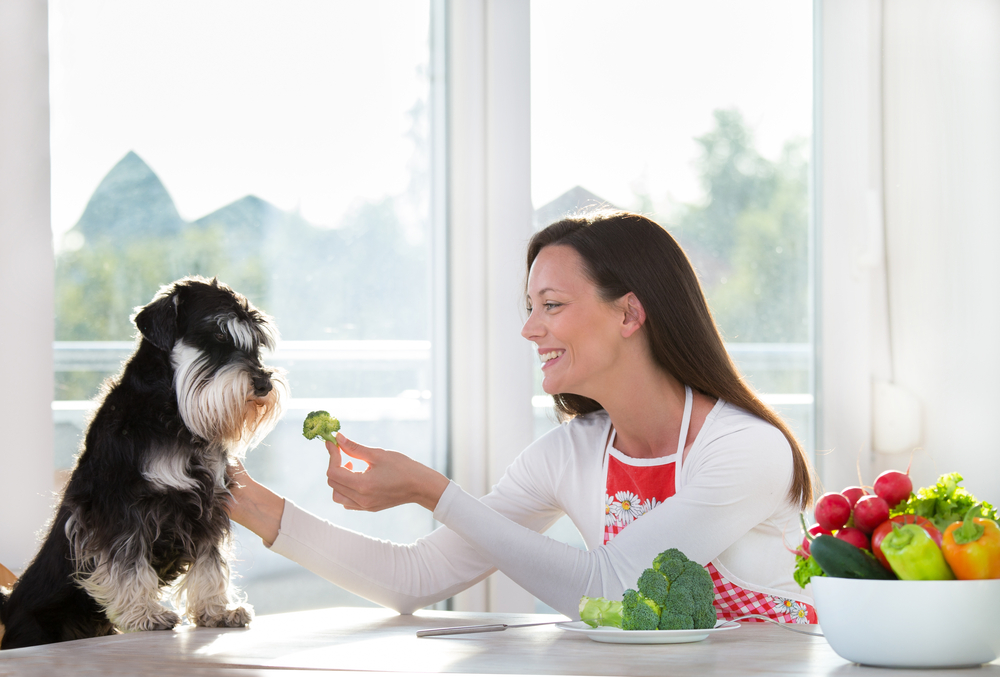 Which Diet Is The Healthiest For Your Dog? Vegetarian, LactoseFree or
