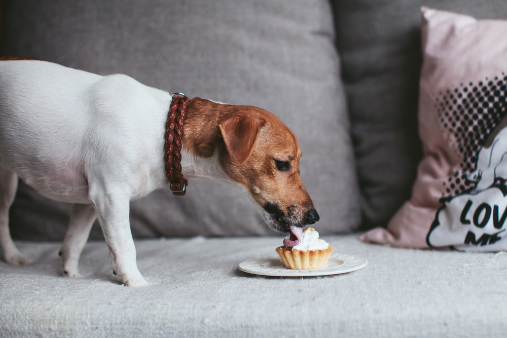 Which Diet Is The Healthiest For Your Dog? Vegetarian, LactoseFree or