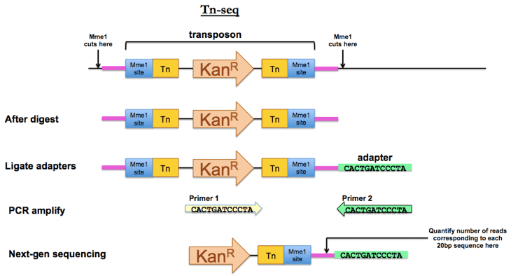 11 'Transposon sequencing (Tnseq) how to identify mutants