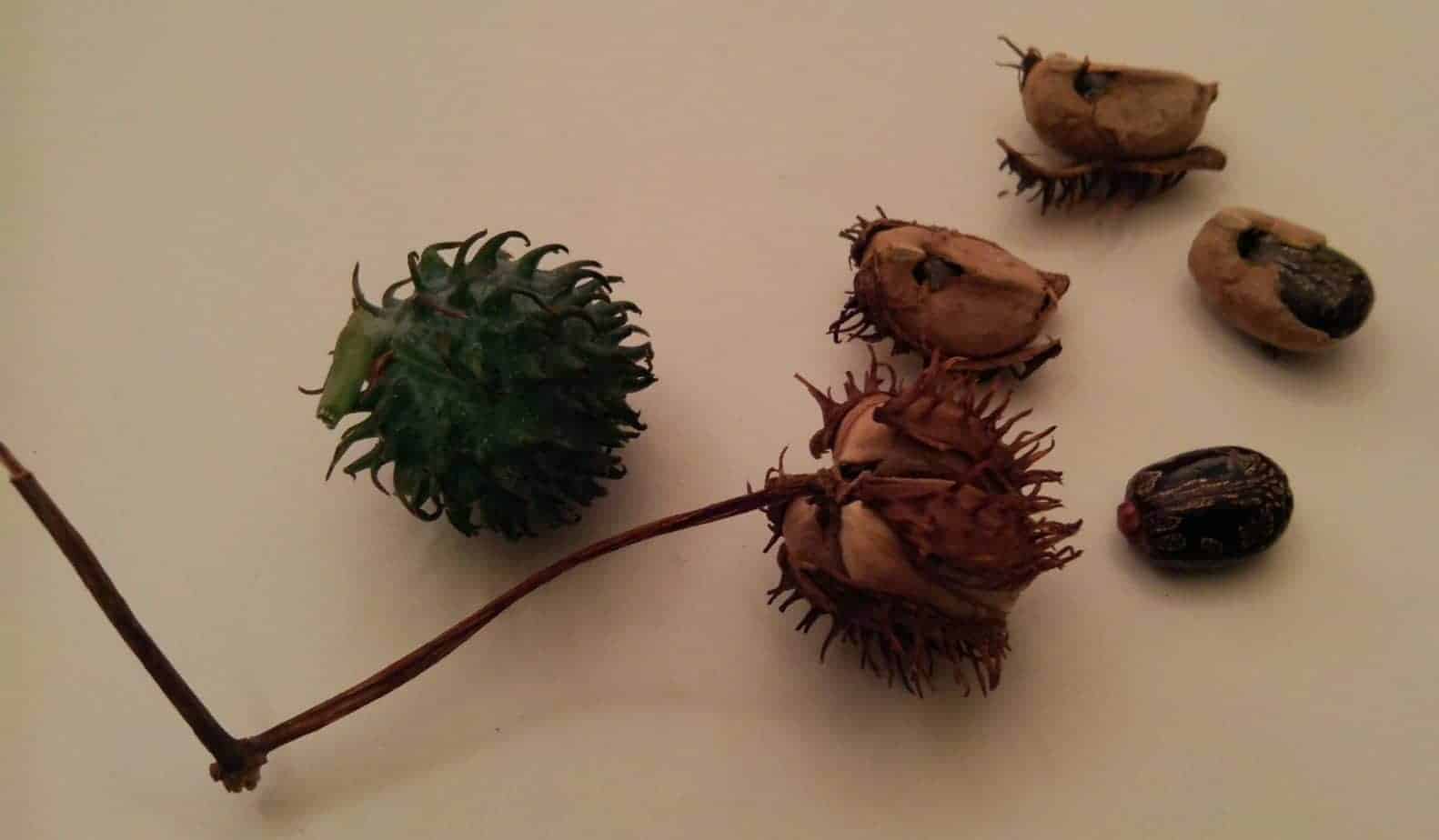 Does Using Castor Oil for Natural Hair Growth Work?