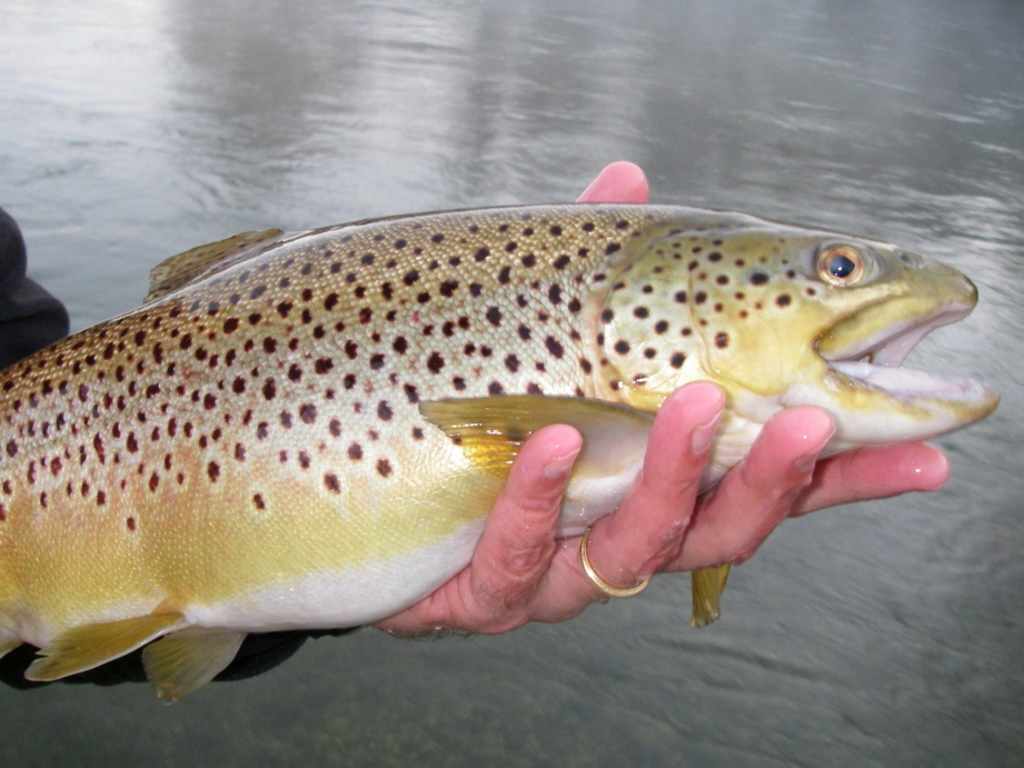 Egg Patterns for Trout and Steelhead Current Works Guide Service