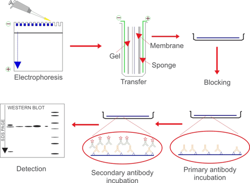 Western Blotting Diagram Complete Western Blot Protocol Automation In