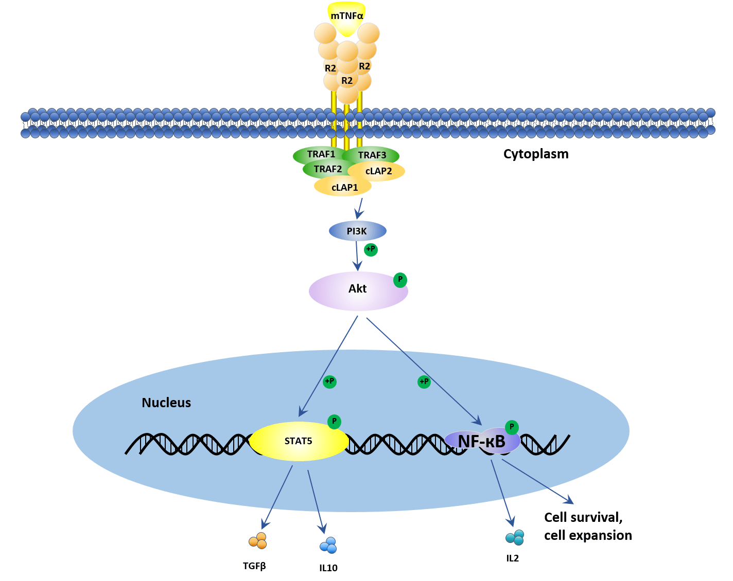 Tnf Signaling Pathway