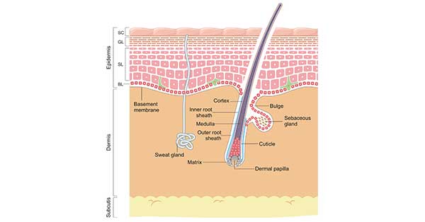 Animal Epidermal Cell Diagram