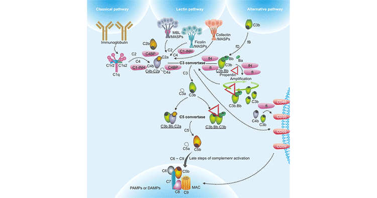 How does Complement System Work in Immune System- CUSABIO