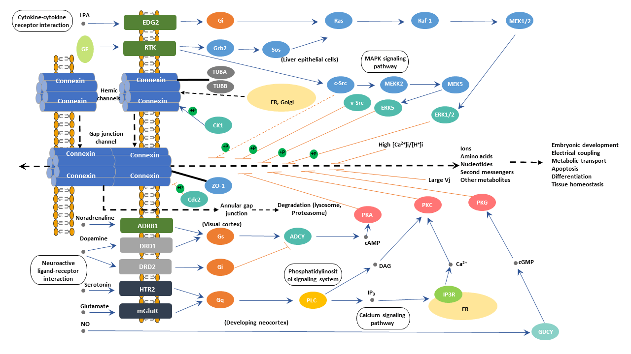 Gap junction CUSABIO