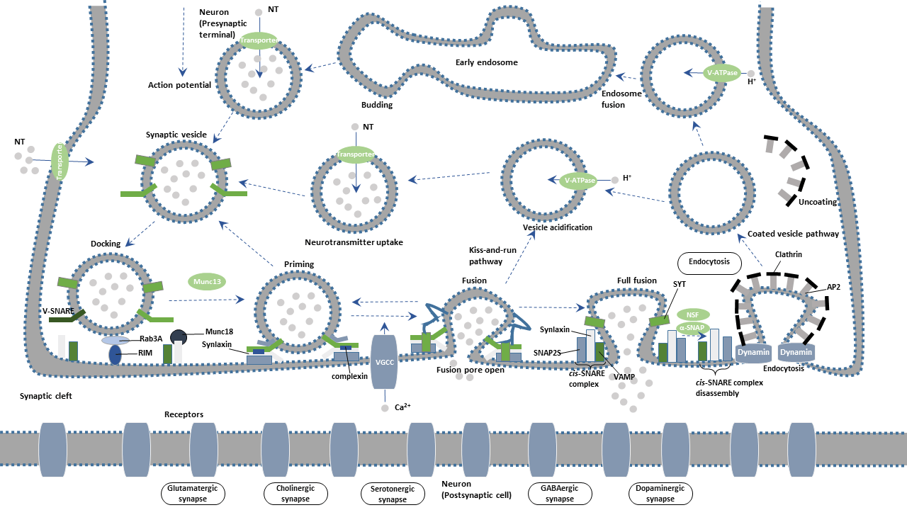 Synaptic vesicle cycle CUSABIO