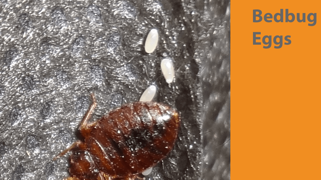 How to Spot a Bed Bug Infestation Custom Bed Bug