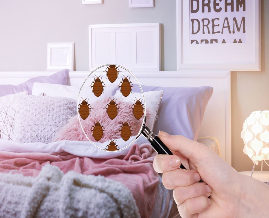 Bed Bug Treatment Cost What You Need to Know