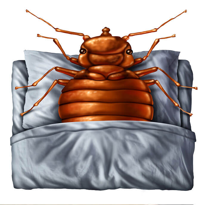 Bed Bug Heat Treatment A Guide on the Different Options You Have