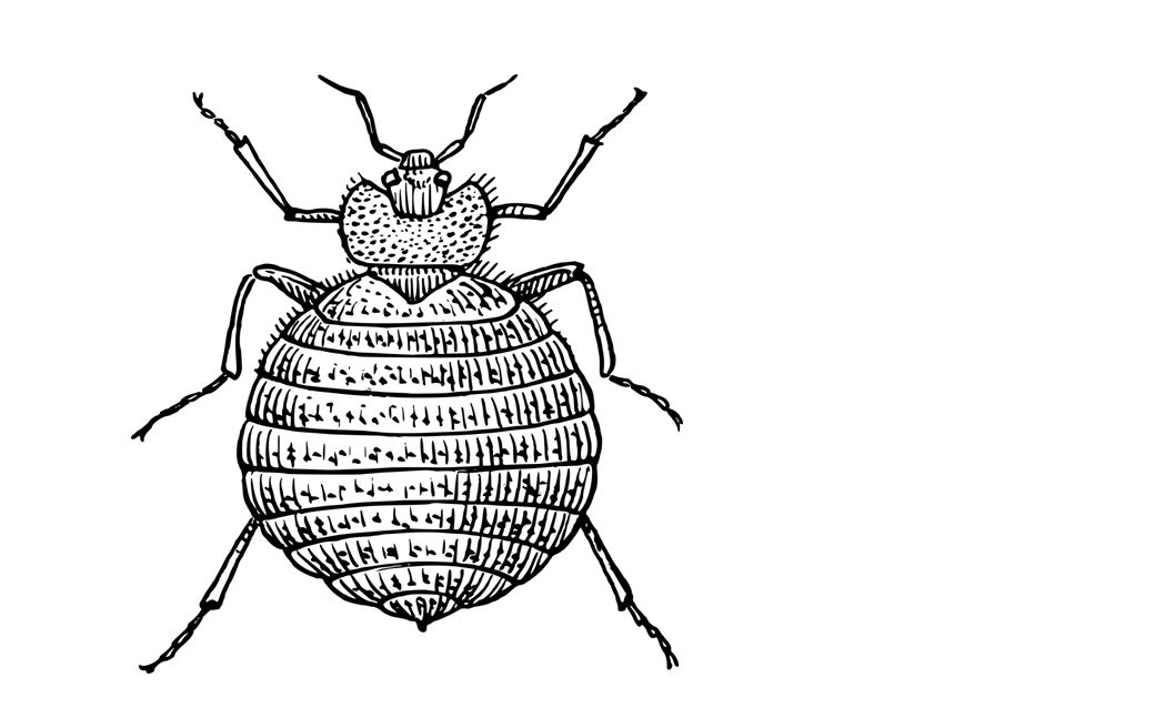 The Complete Guide to the Bed Bug Cycle