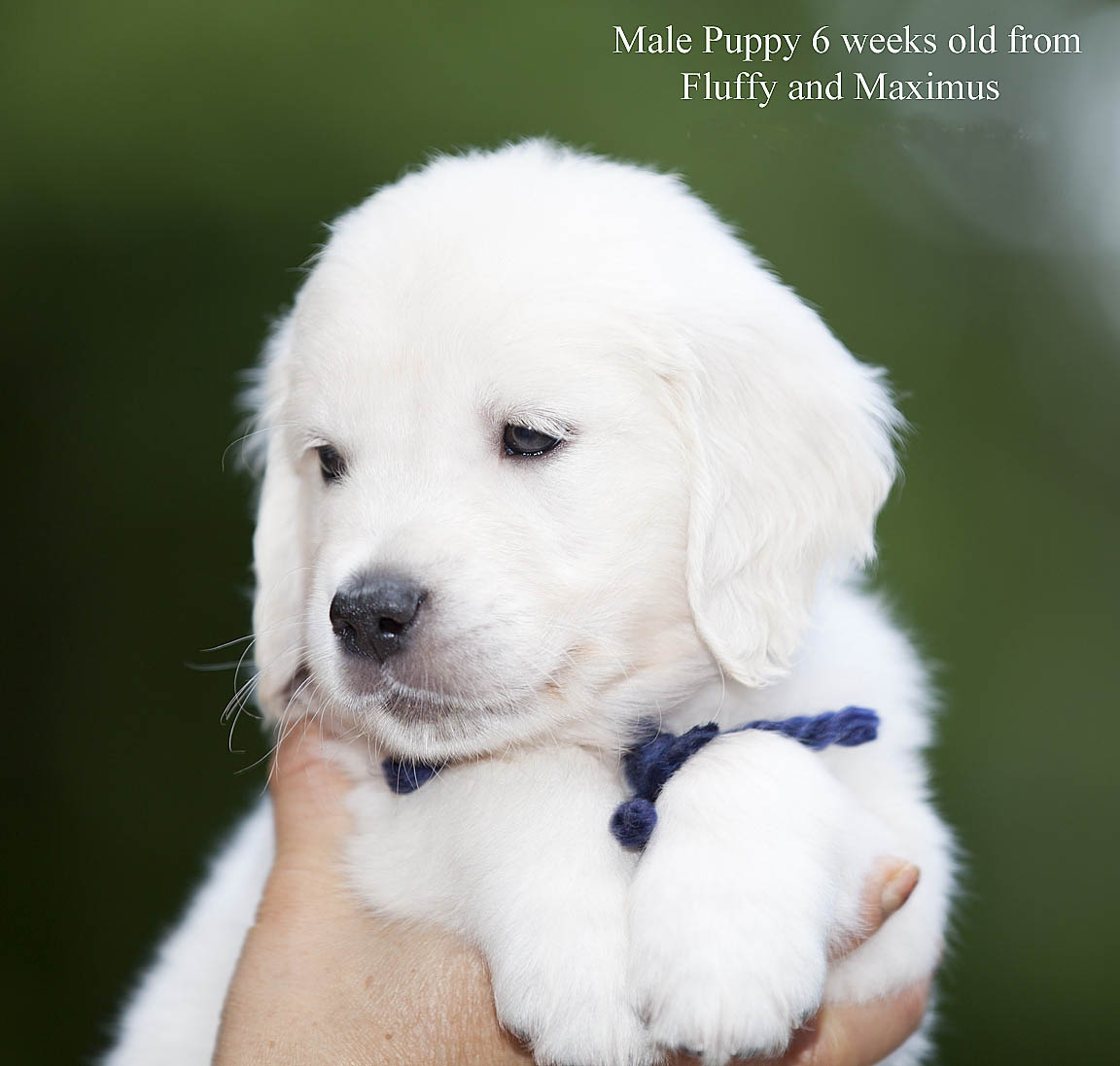 White English Cream Golden Retriever PupsFL,AZ,CA,MA,TX
