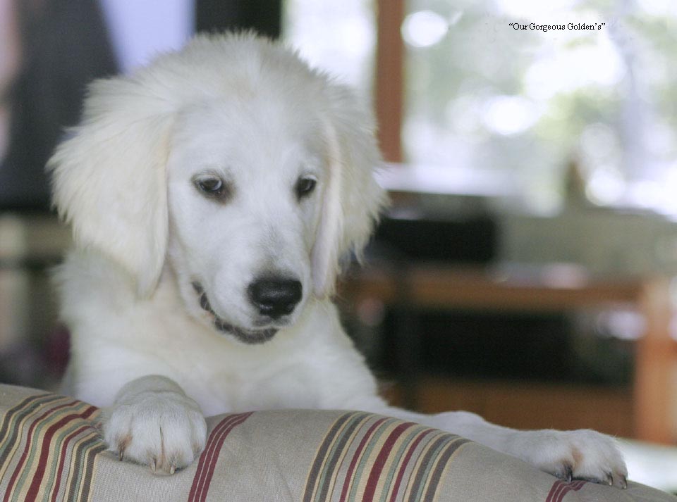 White,Golden Retriever PupsEnglish,Cream,Breeder,NJ,CT,MA