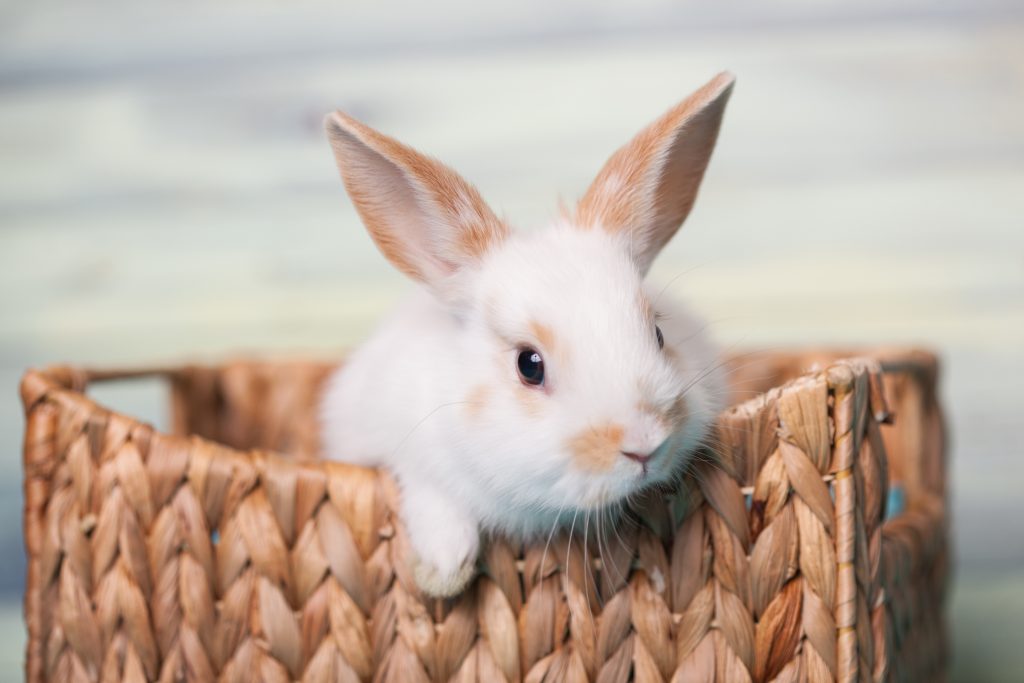 50 Cool and Funny Rabbit Names and Pet Naming Guide Cute Pet Name