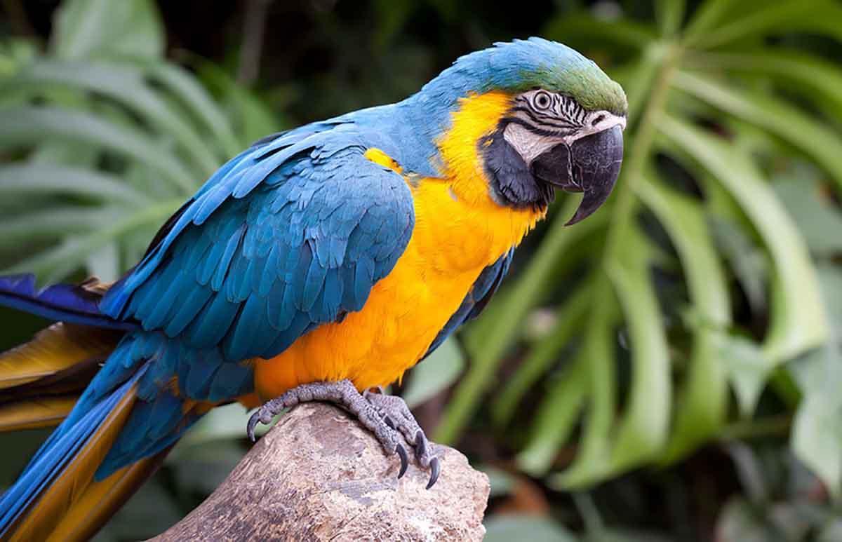 60+ Funny Bird Names You Can Use For Your New Pet Bird 2021 Cute Pet Name
