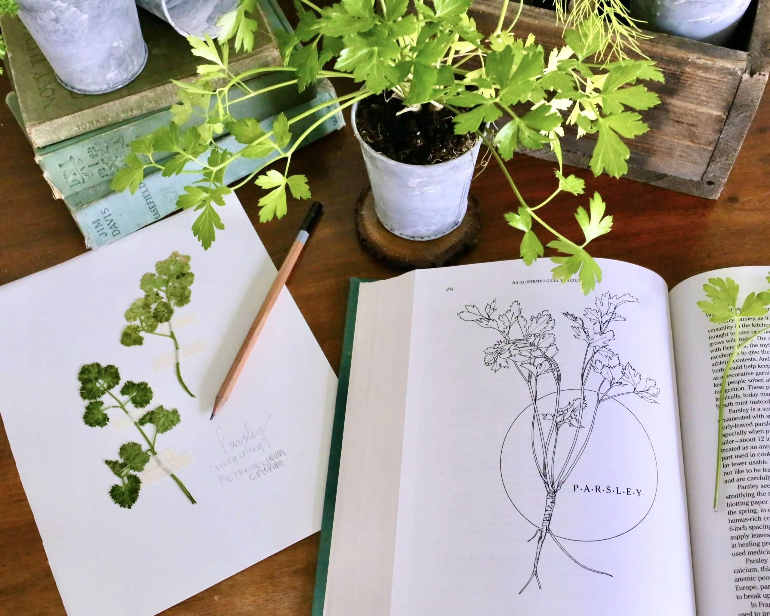 How to Press Flowers in Books CuterTudor