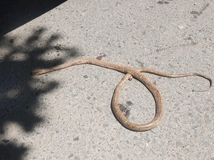Hallaron una víbora en el barrio Centro Sur de Cutral Co