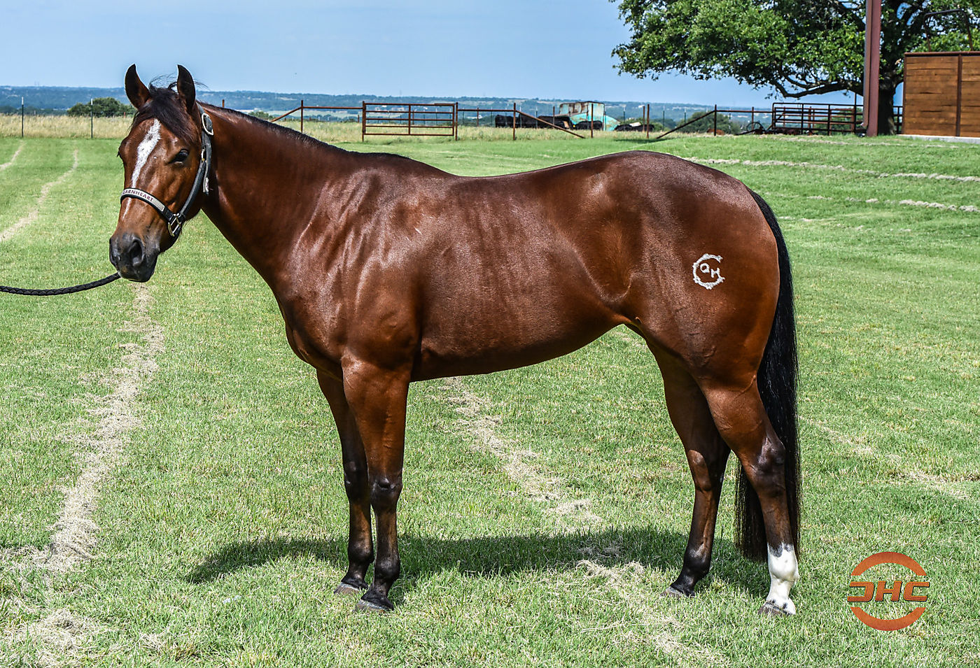 Im Talkin Long Legs 2017 Mare (Smooth Talkin Style x Lil Lena Long Legs