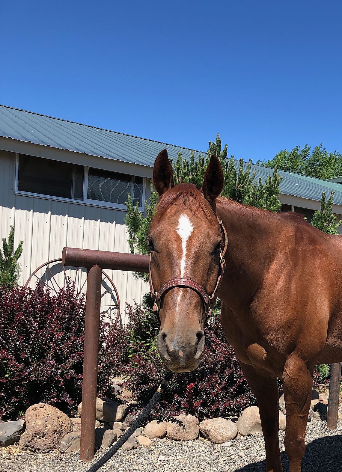 NP, AM world caliber cutter Cutting Horse Central