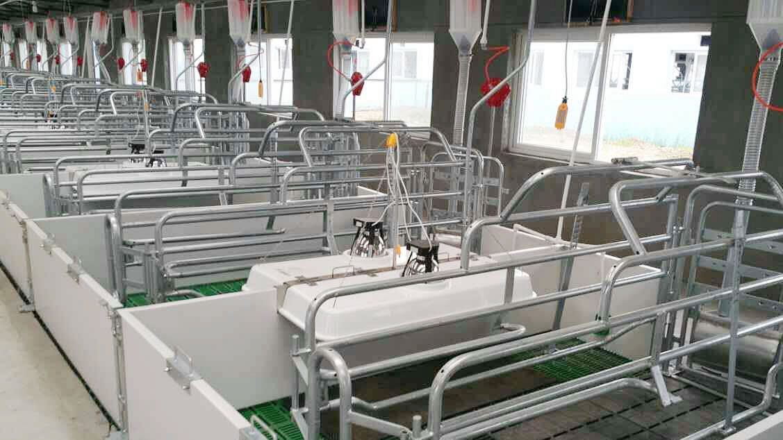 Pig Farrowing System Clockwork Farm