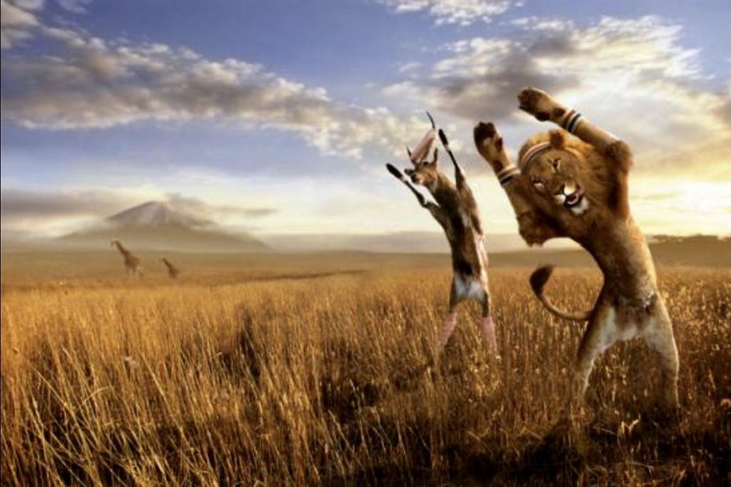 Le lion et la gazelle Cycliste.ch Le site des Cyclistes Romands