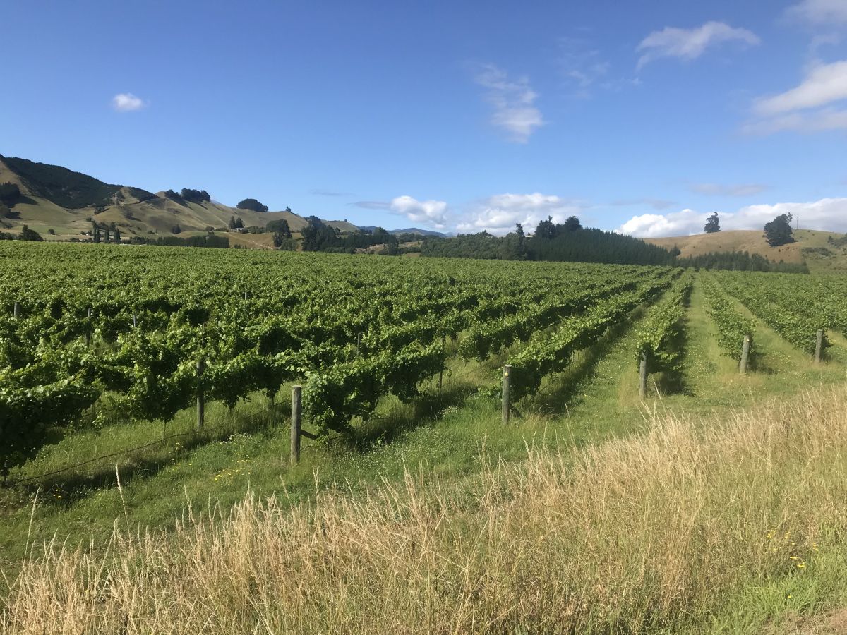 La NouvelleZélande à vélo (2022) En 50 étapes Chemins d'un cyclopède