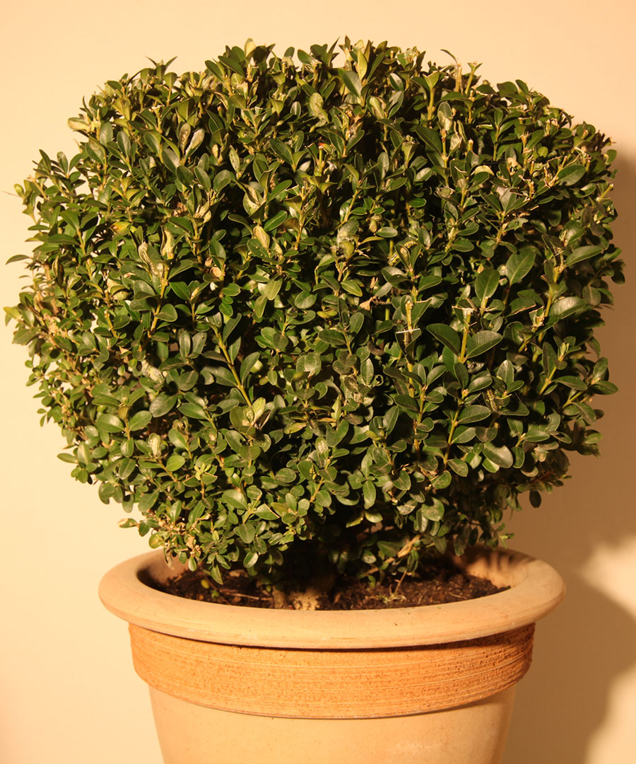 Life Cycle of the Box Tree Moth (Cydalima perspectalis) Damage to Box Trees by the Larvae