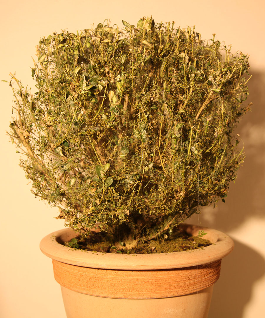 Life Cycle of the Box Tree Moth (Cydalima perspectalis) Damage to Box Trees by the Larvae