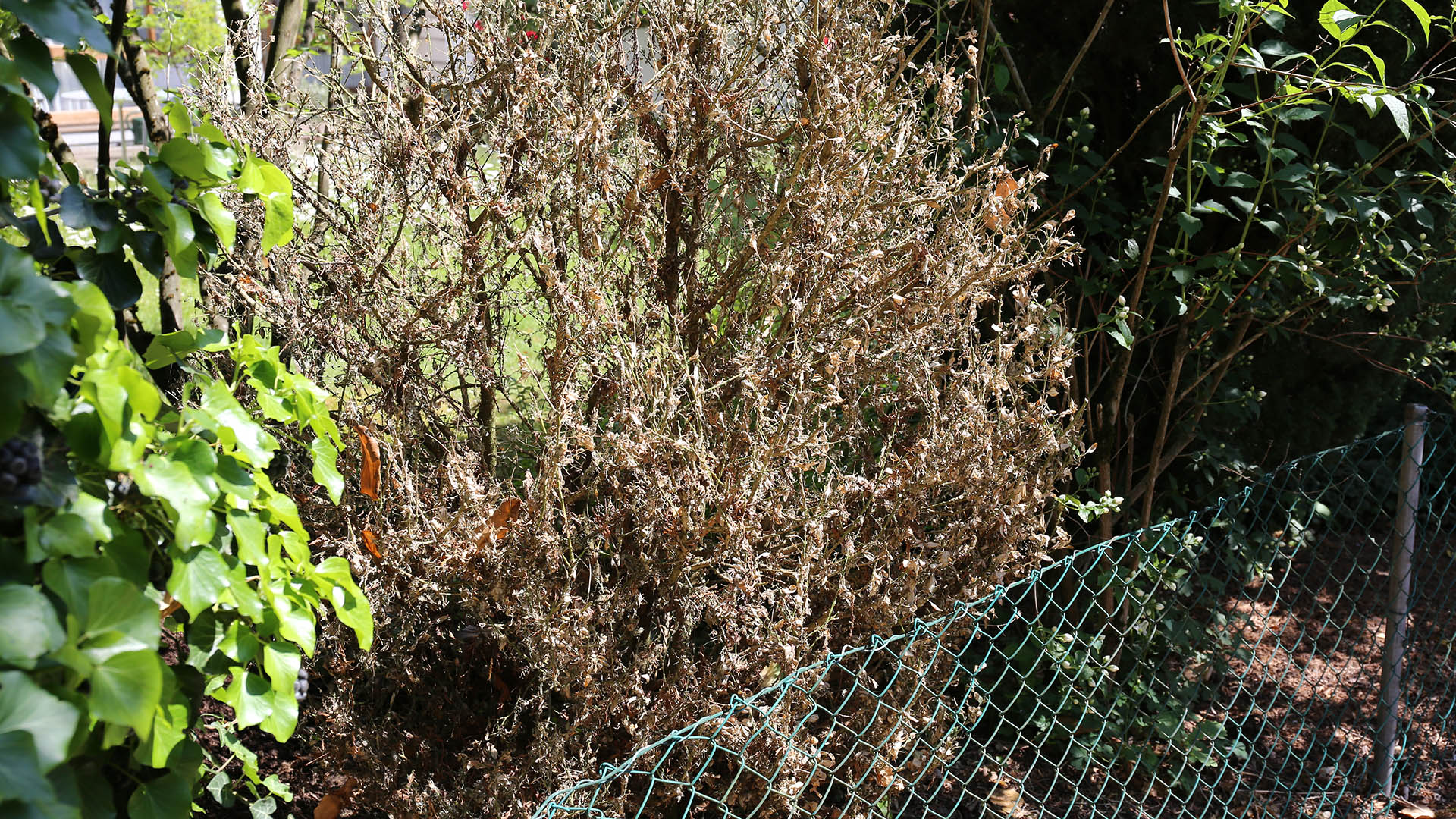 Life Cycle of the Box Tree Moth (Cydalima perspectalis) Damage to Box Trees by the Larvae