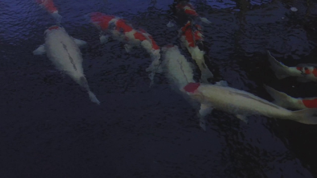 Momotaro Bakki Shower Cyprus Koi Japanese Koi for sale in Cyprus