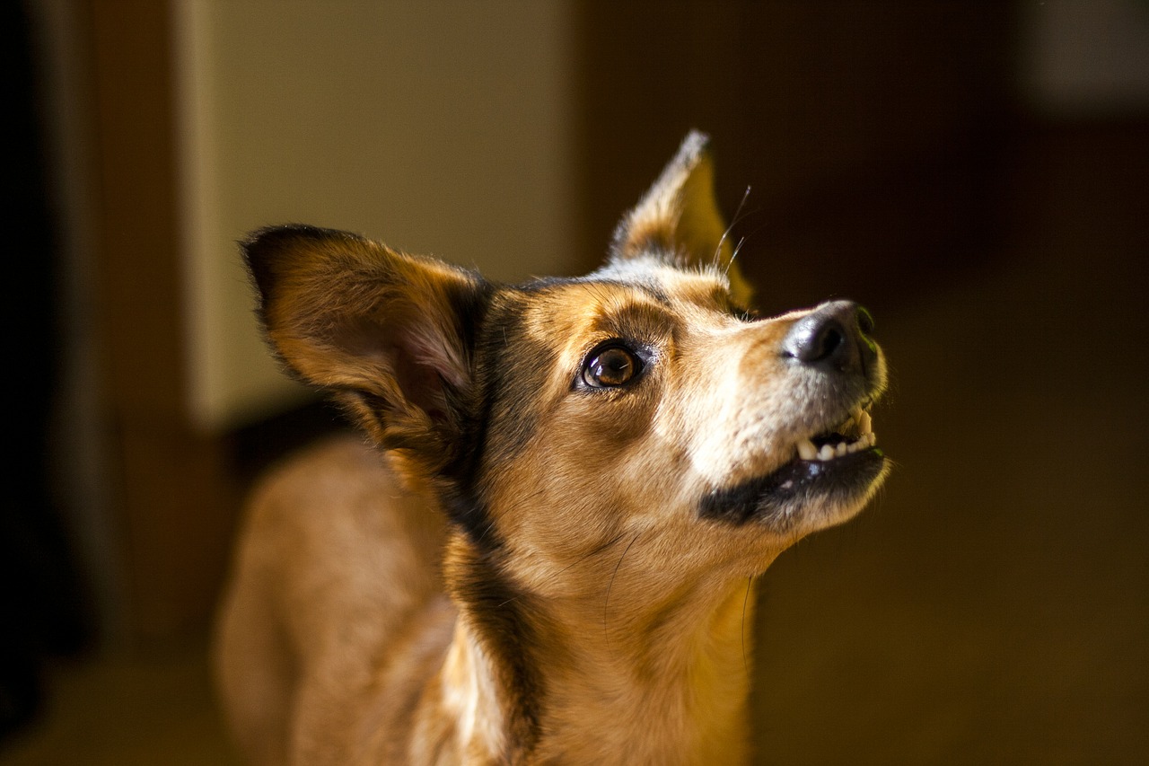 How to Train a Dog not to Jump Cynthia Thomas