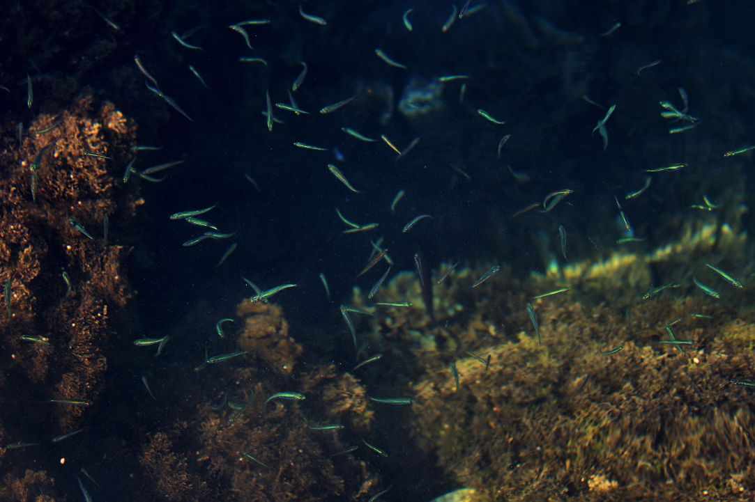 Simple fishing in Cyprus Basic information and tackle for beginners