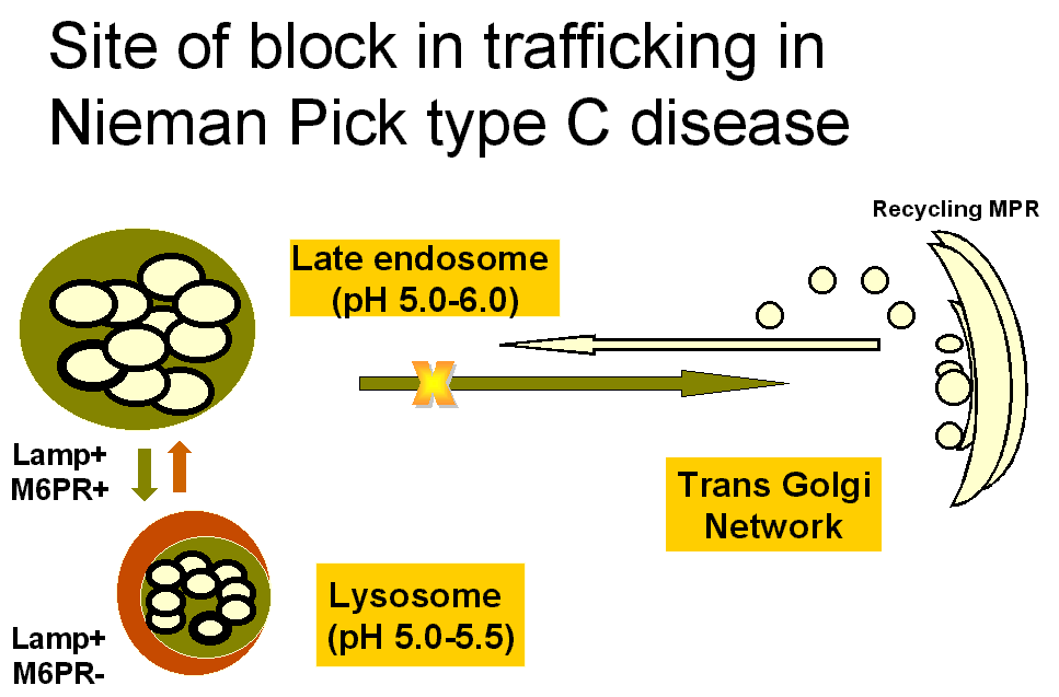 NiemannPick Disease, Type C; NiemannPick Disease, Type D