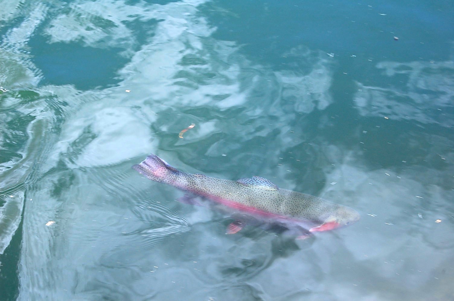 Fly Fishing for Trout in Mexico