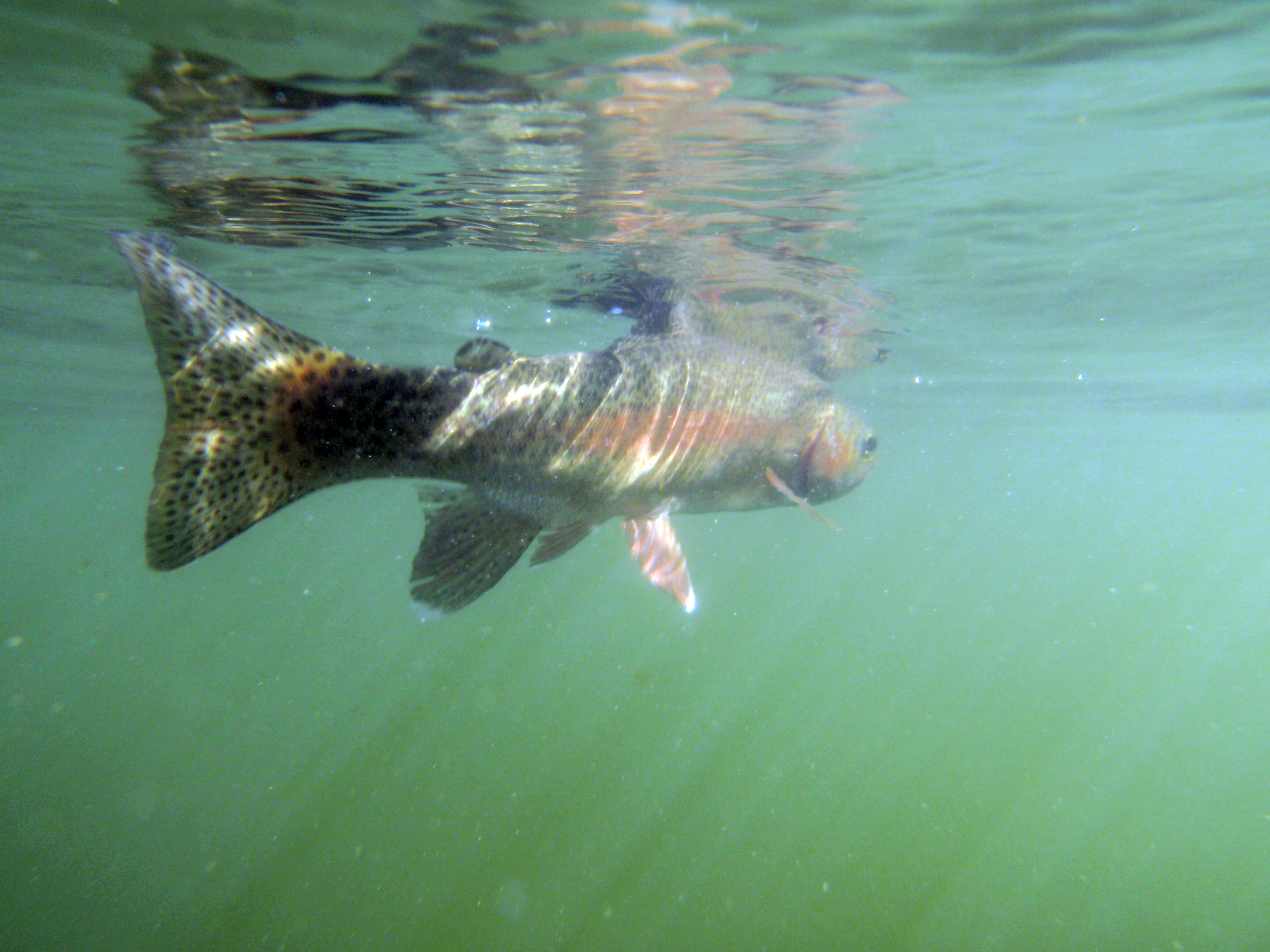 Fly Fishing for Trout in Mexico