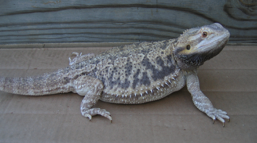 Common color options? • Pregnant dragon. Organization