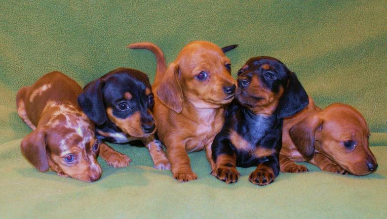 Dachshund Puppies Raleigh Nc Home Louie S Miniature